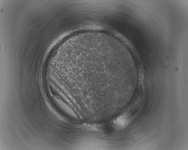 X0000084050726200703161856