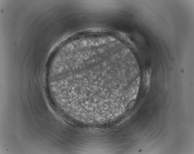 X0000084050730200703161856