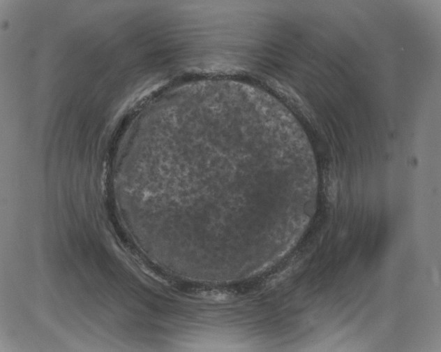 X0000084050735200703161856