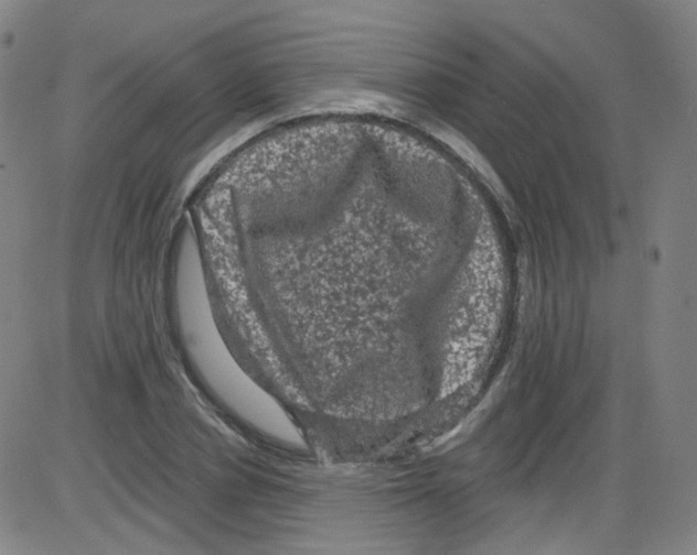 X0000084050834200703161854