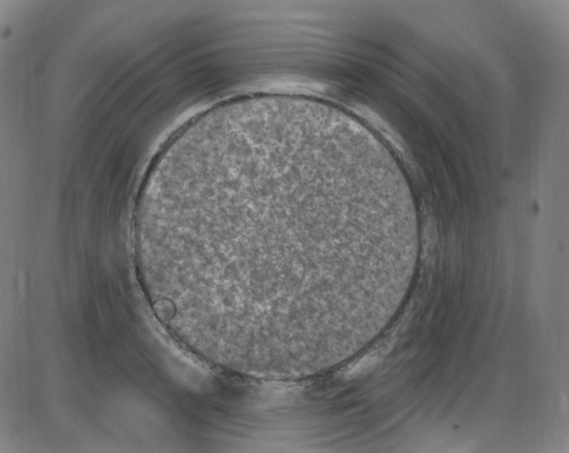 X0000084050848200703161855