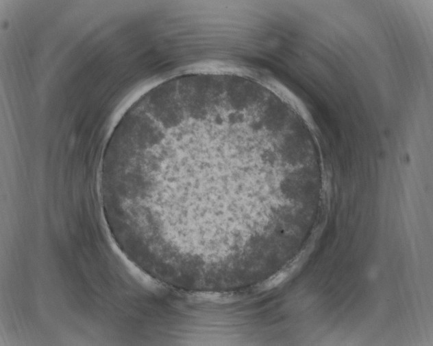 X0000084050855200703161855