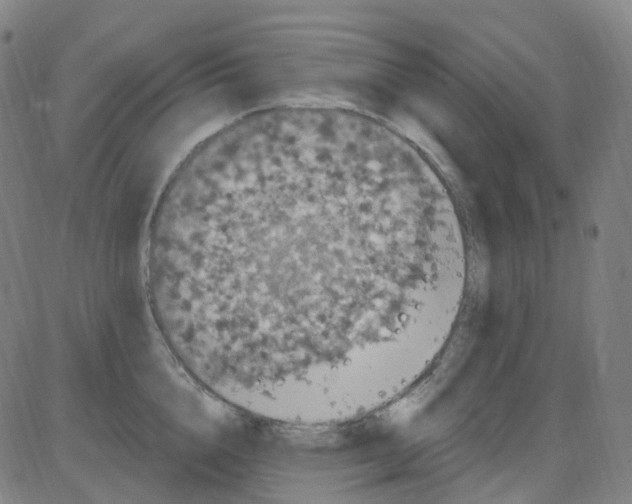 X0000084050856200703161855