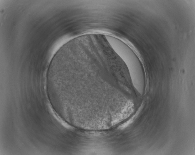 X0000084050862200703161855