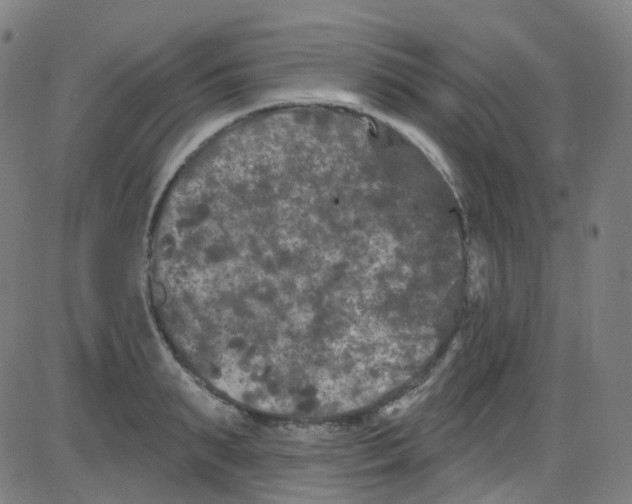 X0000084050895200703161854