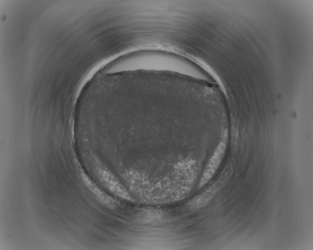 X0000084050935200703161853