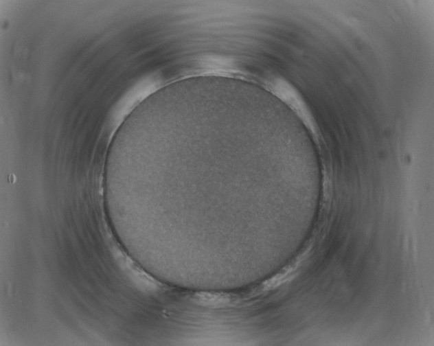 X0000084050954200703161853