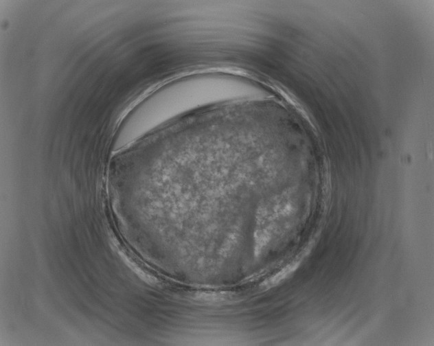 X0000084050985200703161852