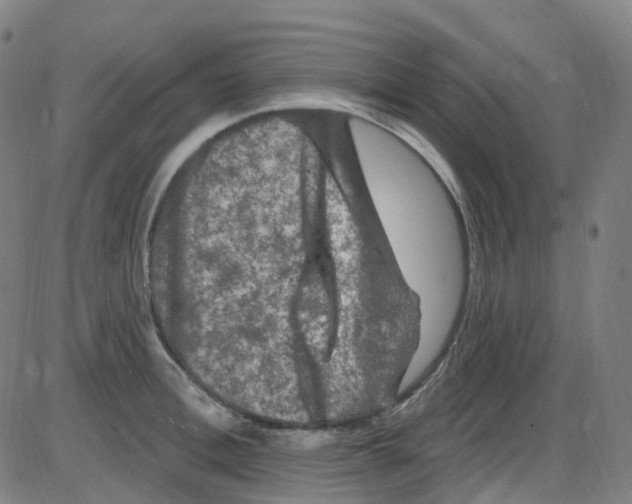 X0000084050996200703161852