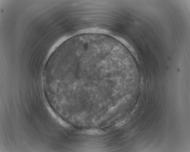 X0000084050998200703161852