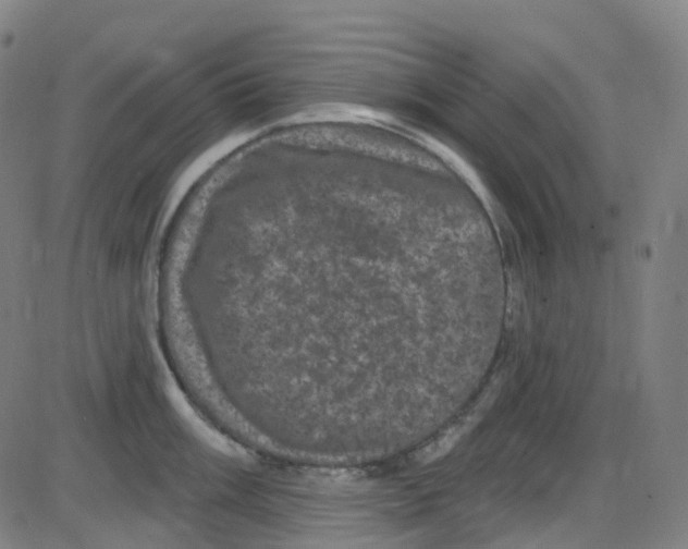 X0000084051003200703161852