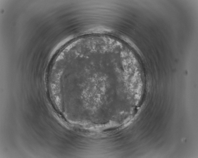 X0000084051026200703161851