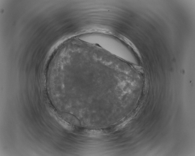 X0000084051027200703161851