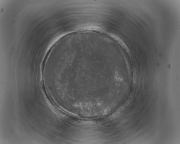 X0000084051031200703161851