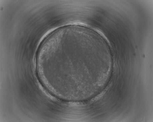 X0000084051032200703161851