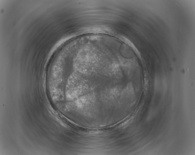 X0000084051035200703161851