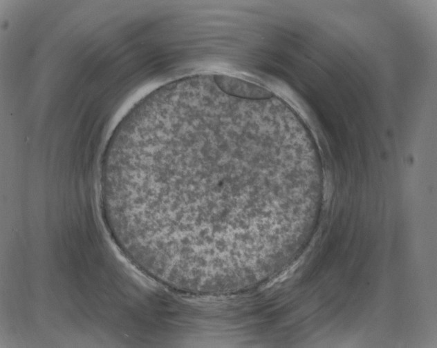 X0000084051048200703161852