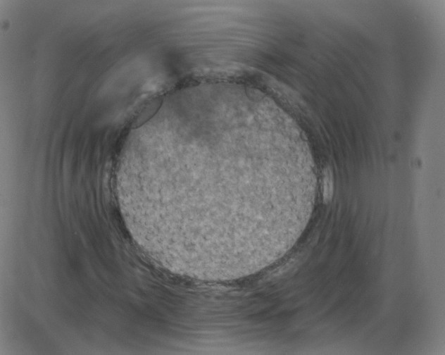 X0000084051059200703161851