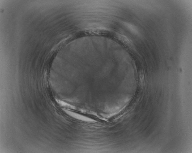 X0000084051060200703161851