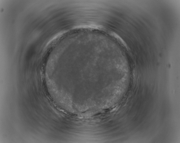 X0000084051064200703161851