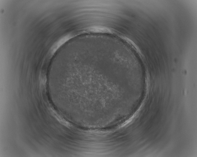 X0000084051065200703161851