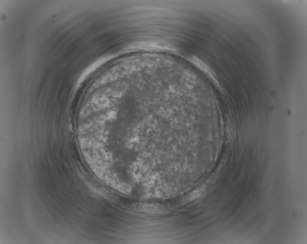 X0000084051070200703161851