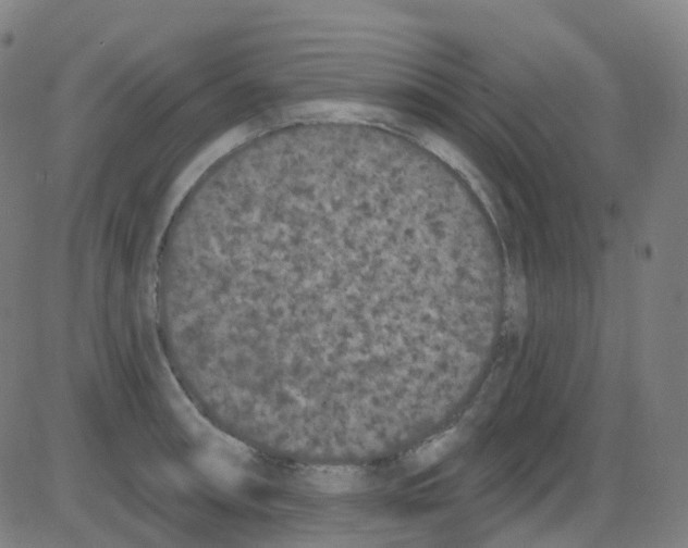 X0000084051090200703161850