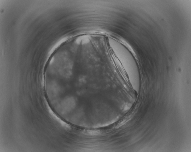 X0000084051095200703161850