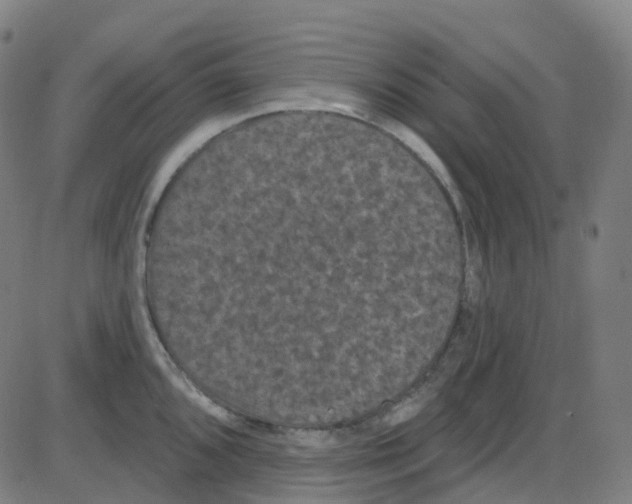 X0000084051096200703161850