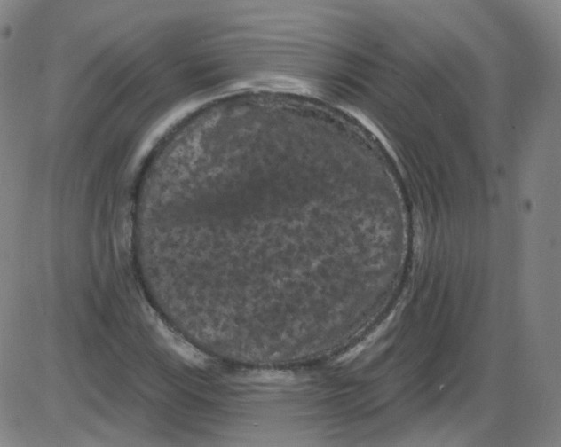 X0000084051115200703161850