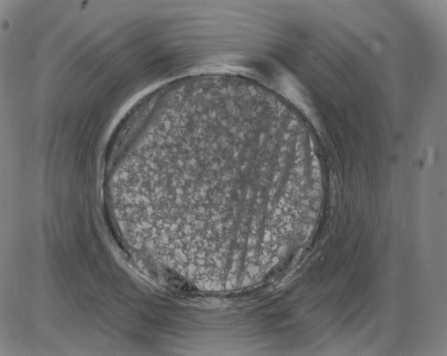 X0000084051124200703161850