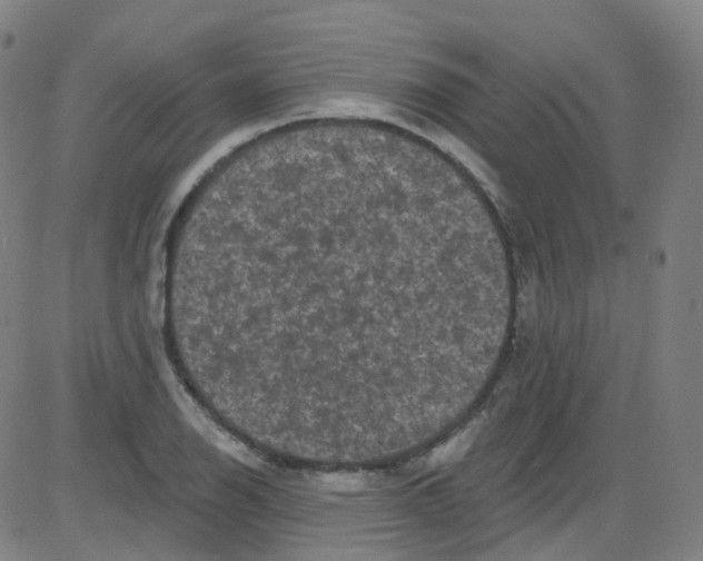 X0000084051126200703161850