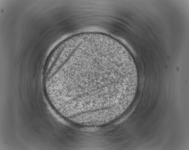 X0000084051134200703161850