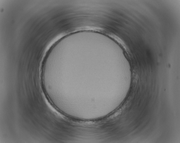 X0000084051135200703161850