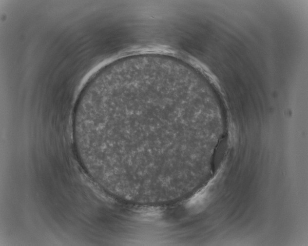 X0000084051174200703161849