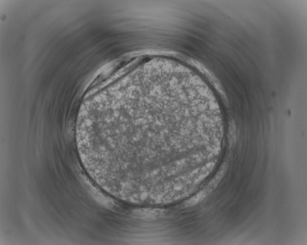 X0000084051185200703161849