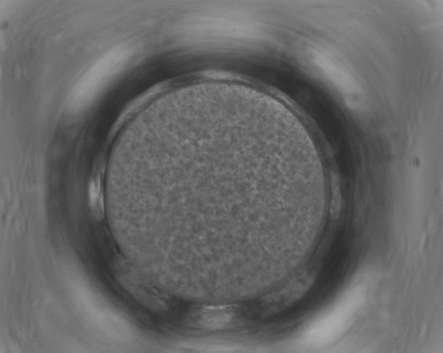 X0000084051198200703161849