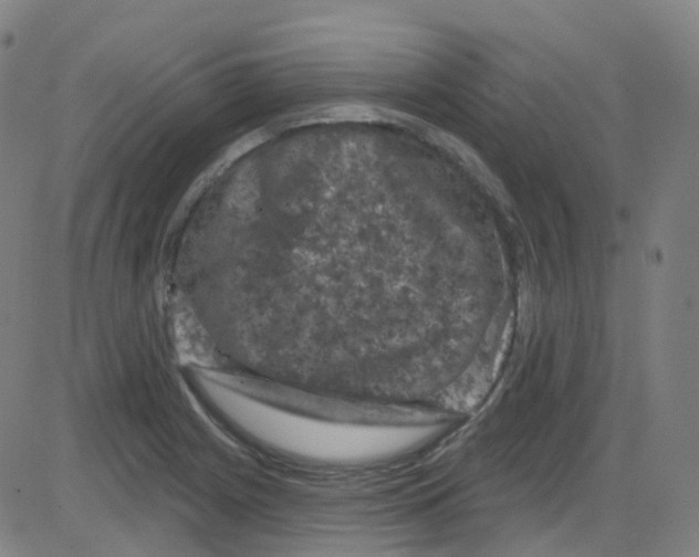 X0000084051225200703161848