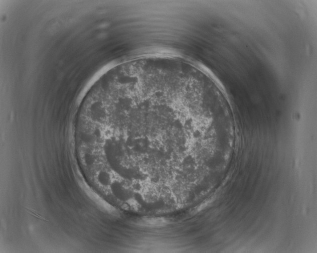 X0000084051243200703161849