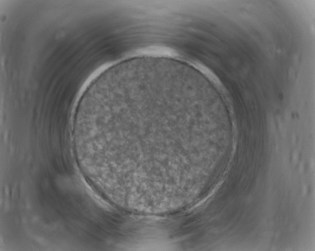 X0000084051248200703161849