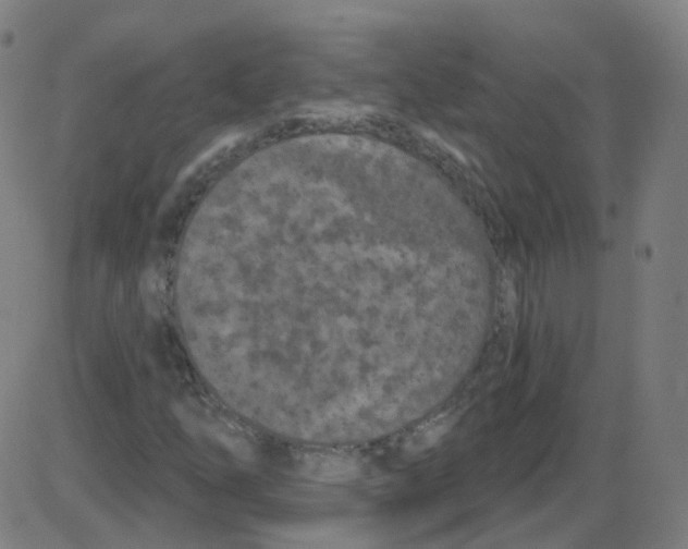 X0000084051254200703161848