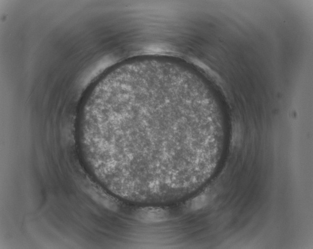 X0000084051314200703161847