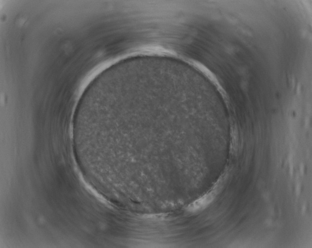 X0000084051335200703161847