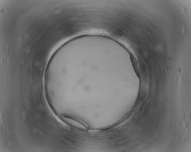 X0000084051343200703161847