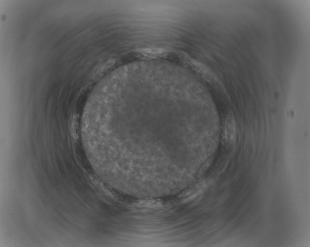 X0000084051346200703161846