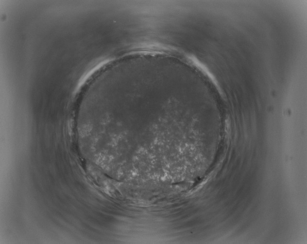 X0000084051352200703161846