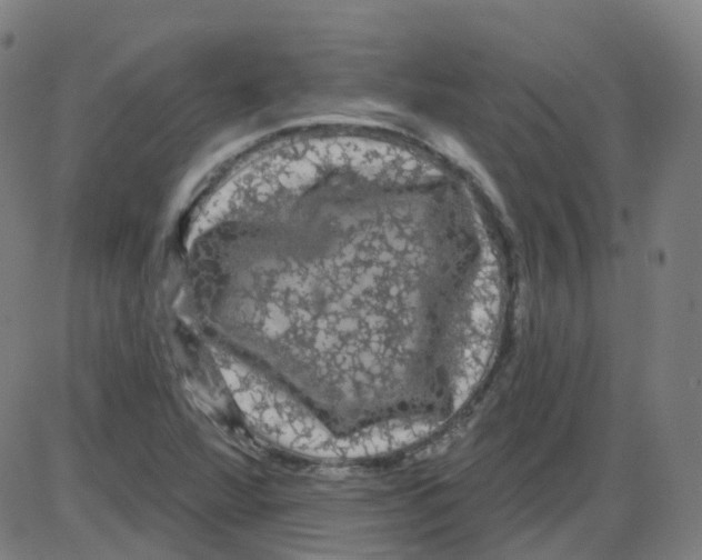 X0000084051360200703161846