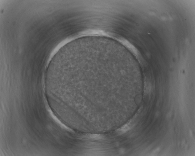 X0000084051382200703161846