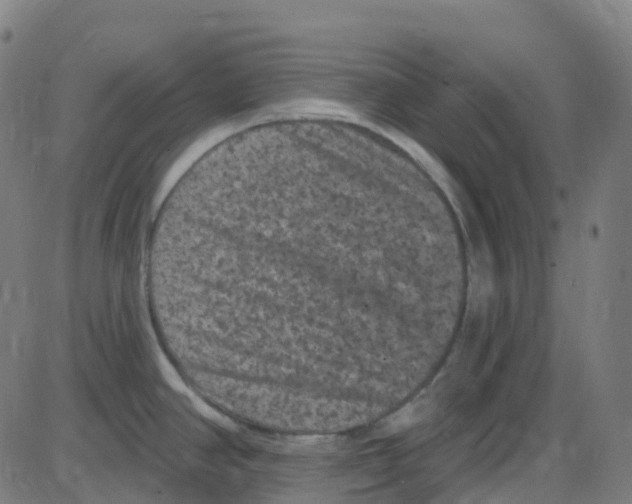 X0000084051390200703161845