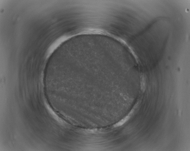 X0000084051422200703161845